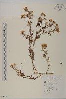 阿里山油菊藏品圖，第1張