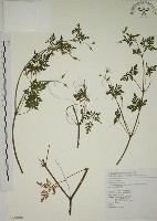 漢紅魚腥草藏品圖，第1張