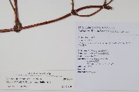 阿里山忍冬、漸尖葉忍冬藏品圖，第2張