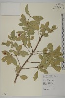 厚葉衛矛, 源一木藏品圖，第1張