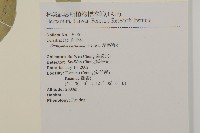 厚葉衛矛, 源一木藏品圖，第2張