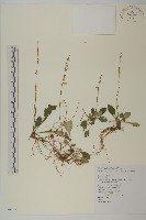 臺灣鬼督郵藏品圖，第1張