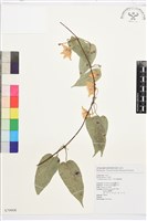 亨利氏鐵線蓮藏品圖，第1張