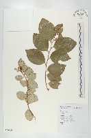 登錄號:S079909藏品圖，第1張