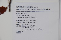 草野氏冬青藏品圖，第2張