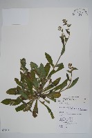 盾果草藏品圖，第1張