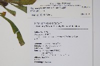 盾果草藏品圖，第2張