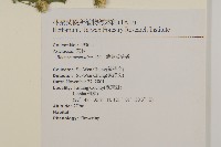 薄葉艾納香藏品圖，第2張