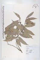 軟毛柿藏品圖，第1張