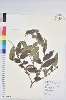 菲律賓饅頭果藏品圖，第1張