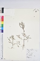 擬葉下珠、細葉油柑藏品圖，第1張