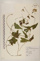 蔓澤蘭藏品圖，第1張