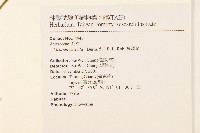 蔓澤蘭藏品圖，第2張