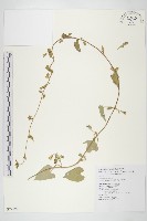 白花牽牛藏品圖，第1張