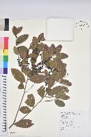 土密樹藏品圖，第1張