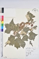 台灣白匏子藏品圖，第1張