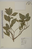 菱葉衛矛藏品圖，第1張