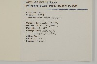 菱葉衛矛藏品圖，第2張