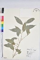 交力坪鐵色藏品圖，第1張