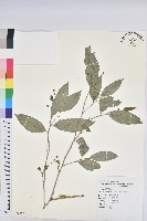 交力坪鐵色藏品圖，第1張