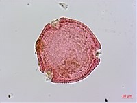 雞屎樹藏品圖，第2張