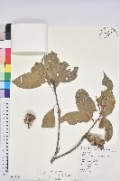 阿里山三斗石櫟藏品圖，第1張