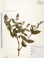 心基葉溲疏藏品圖，第1張