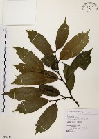 秀柱花藏品圖，第1張