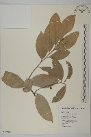 南華南蛇藤，青江藤藏品圖，第1張