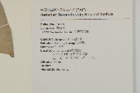 南華南蛇藤，青江藤藏品圖，第2張