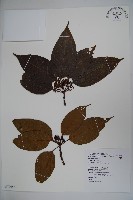 朱紅水木藏品圖，第1張