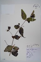 台灣土黨參藏品圖，第1張