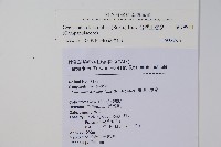 台灣土黨參藏品圖，第2張