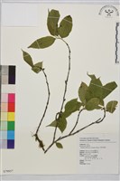 中原氏鼠李藏品圖，第1張