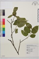 中原氏鼠李藏品圖，第1張