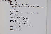 大屯尖葉槭, 川上氏槭藏品圖，第2張