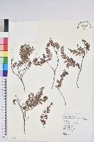 高山白珠樹藏品圖，第1張