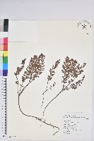 高山白珠樹藏品圖，第1張