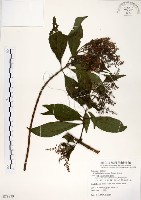 水金京藏品圖，第1張