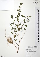 克非亞草藏品圖，第1張