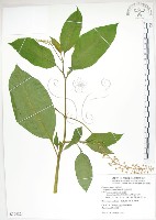 美洲商陸藏品圖，第1張