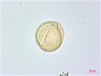 美洲商陸藏品圖，第2張