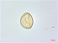 美洲商陸藏品圖，第3張