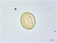 美洲商陸藏品圖，第4張