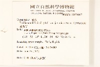 紫背草藏品圖，第2張