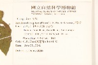 刀傷草藏品圖，第2張