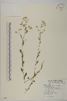 野茼蒿藏品圖，第1張
