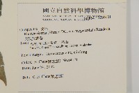 大頭艾納香藏品圖，第2張