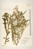 鵝仔草藏品圖，第1張