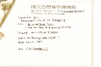 鵝仔草藏品圖，第2張